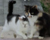 Association AUX FELINS HEUREUX 21