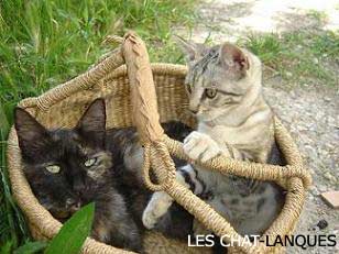 Association les Chats Lanques