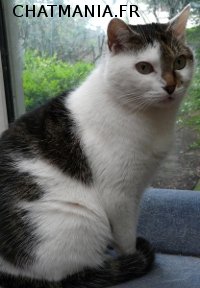 Choupette de Chatmania