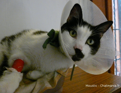 Moustic avec sa collerette suite à son urétrostomie