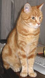 Indy de Chatmania